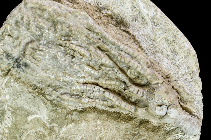 Fossil Crinoid (Cyathocrinites?) - Keokuk Formation, Missouri #157193
